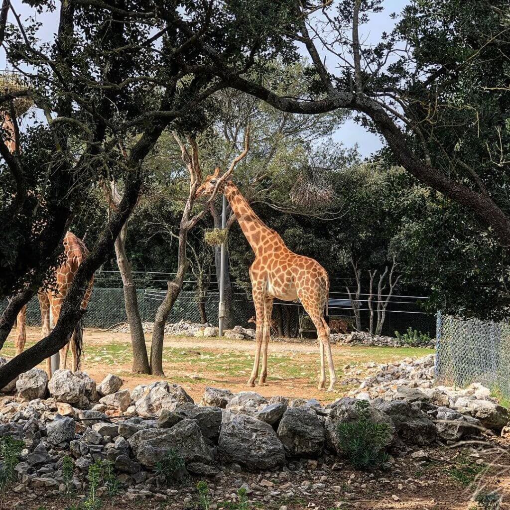 Giraffe at Montpellier Zoo